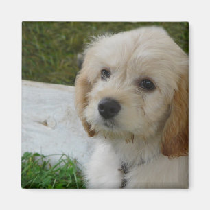 Welpen-Liebe - niedliches MaltiPoo HundeFoto Magnet