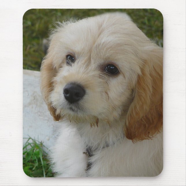 Welpen-Liebe - niedliches MaltiPoo HundeFoto Mousepad (Vorne)