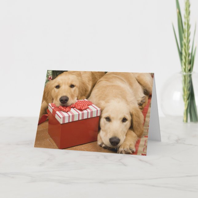 Welpen mit Weihnachtsgeschenk Feiertagskarte (Vorderseite)