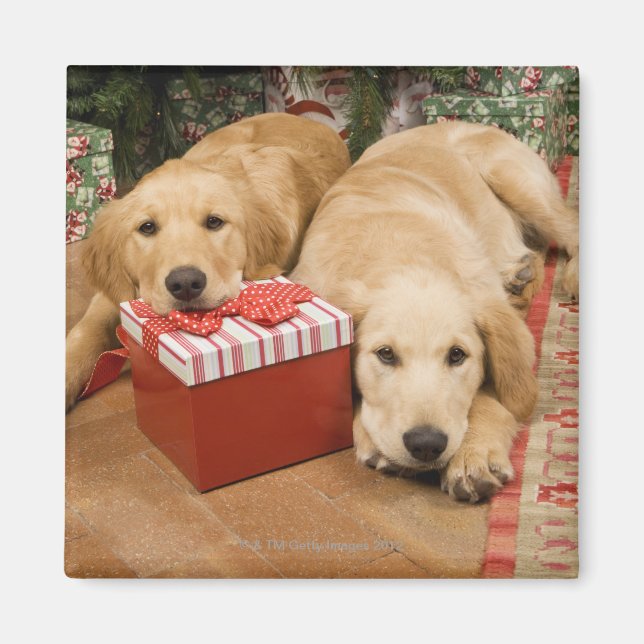 Welpen mit Weihnachtsgeschenk Magnet (Vorne)