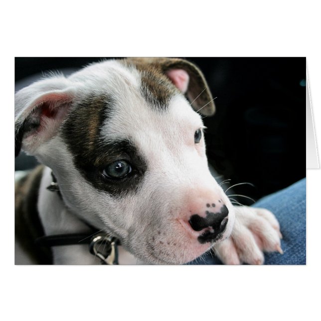 Welpen-Pitbull-förmiger Knochen (Vorderseite (Horizontal))