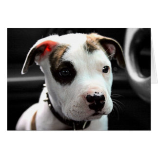 Welpen-Pitbull-förmiger Knochen