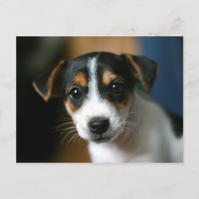 Welpen-Postkarte - Jack-Russell-Terrier Postkarte (Vorderseite)