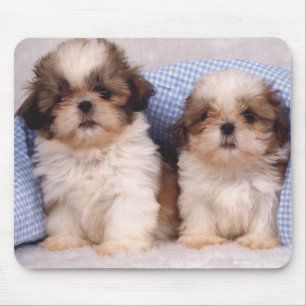Welpen Shih Tzu unter einer überprüften Decke Mousepad