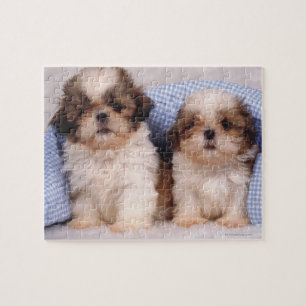 Welpen Shih Tzu unter einer überprüften Decke Puzzle