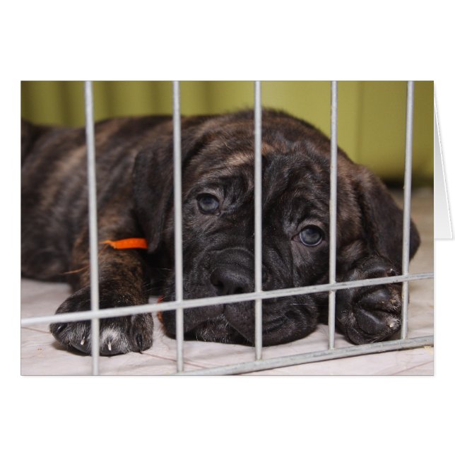 Welpen sind Niedlich (Vorderseite (Horizontal))