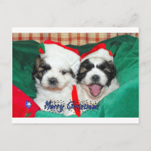 Welpen-Weihnachtskarte (Shih-tzu's) Feiertagspostkarte