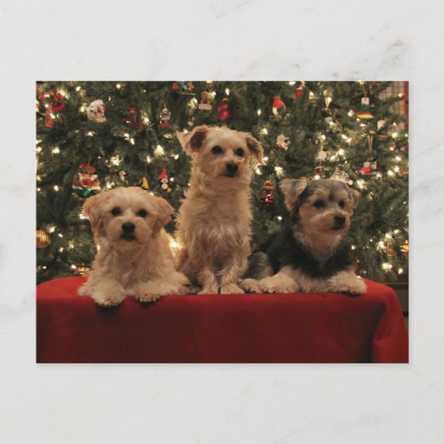 Welpen-Weihnachtspostkarte 1 Feiertagspostkarte (Vorderseite)