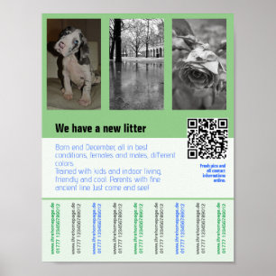Welpen zum Verkauf Flyer mit QR-Code Poster