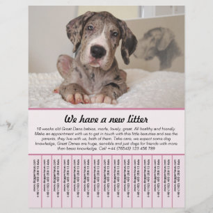 Welpen zum Verkauf Flyer Vorlagen