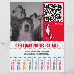 Welpenflyer Deutsche Dogge oder Hunde Flyer