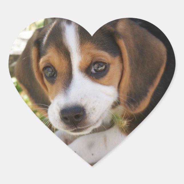 Welpenhund-Beagle Herz-Aufkleber (Vorderseite)