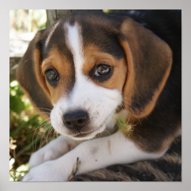 Welpenhund-Beagle Poster (Vorne)
