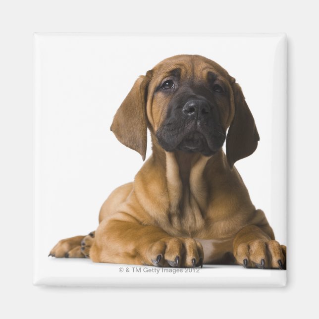 Welpenhund Magnet (Vorne)