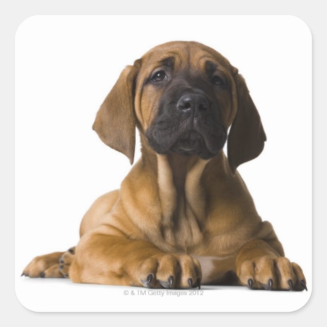 Welpenhund Quadratischer Aufkleber (Vorderseite)