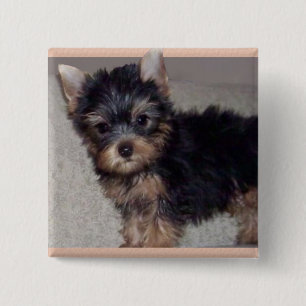 Welpenknopf Yorkshires Terrier Button