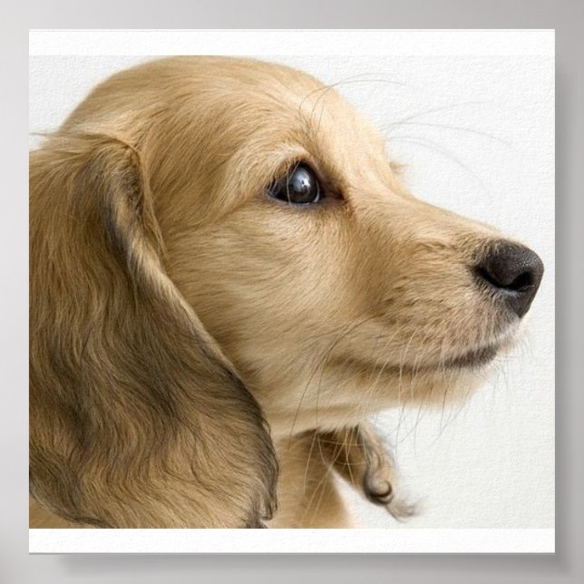 Welpenposter Poster (Vorne)