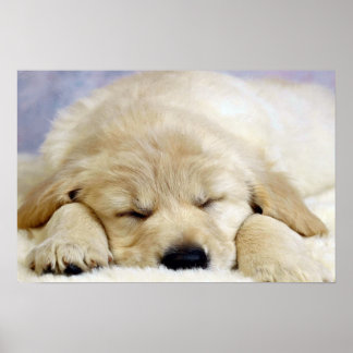 Welpenschlafen Poster