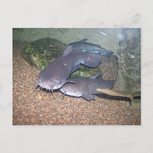 Welsfischen-Zoo Postkarte (Vorderseite)