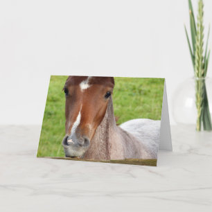 Welsh cob fob zum Geburtstag Karte