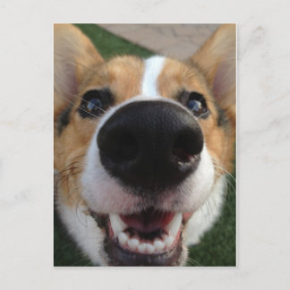 Welsh Corgi Dog Nose Collection Postkarte
