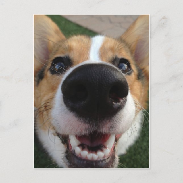 Welsh Corgi Dog Nose Collection Postkarte (Vorderseite)