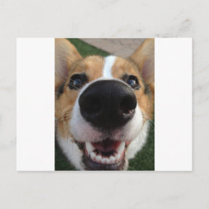 Welsh Corgi Dog Nose Collection Postkarte