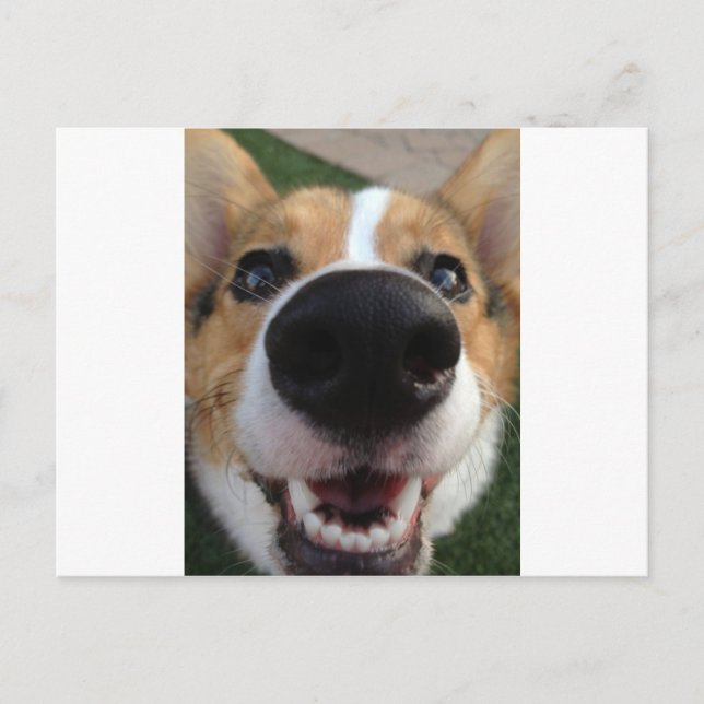 Welsh Corgi Dog Nose Collection Postkarte (Vorderseite)