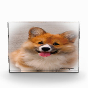 Welsh Corgi Hund. Fotoblock