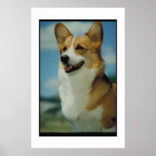 Welsh Corgi Poster (Vorne)