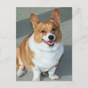 Welsh Corgi Postkarte