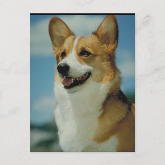 Welsh Corgi Postkarte (Vorderseite)