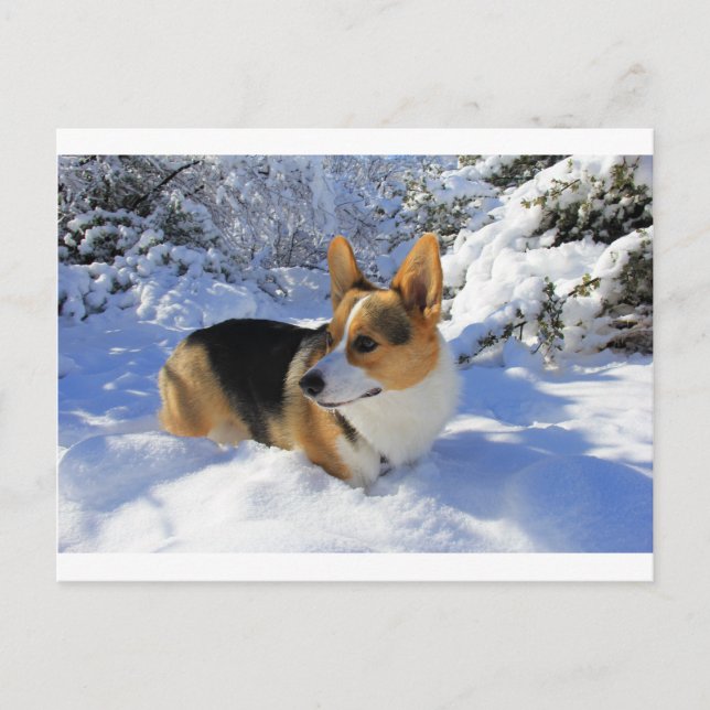 Welsh Corgi Snow Day Postkarte (Vorderseite)