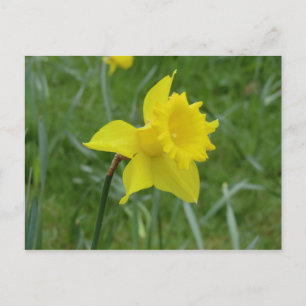 Welsh Daffodil in Bloom Postkarte