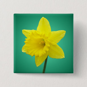 Welsh Daffodil - IV - Square Button