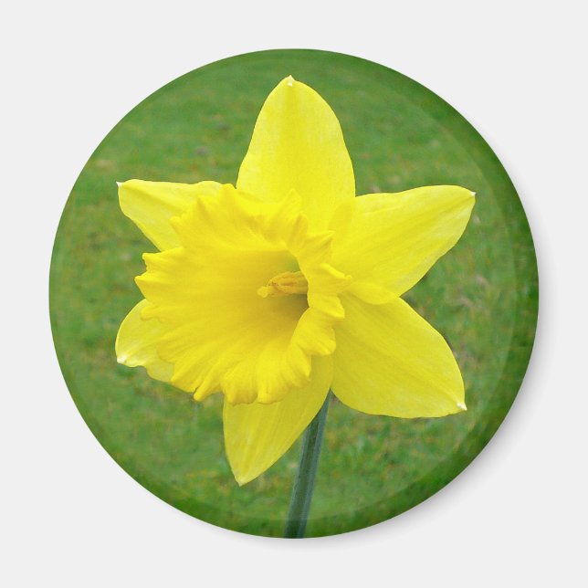Welsh Daffodil Magnet (Vorne)
