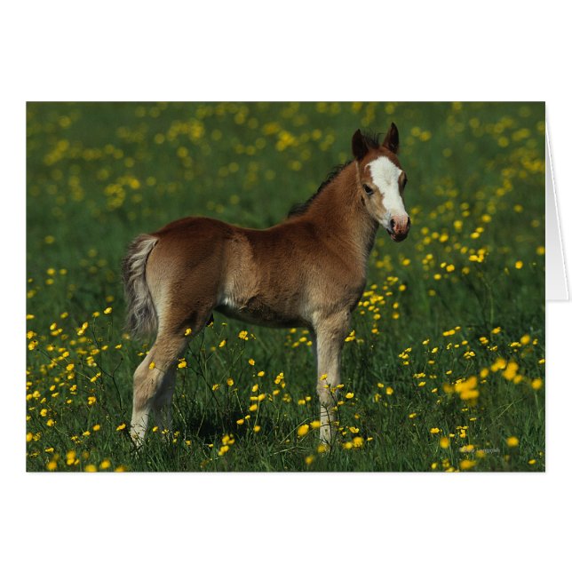 Welsh Foal (Vorderseite (Horizontal))