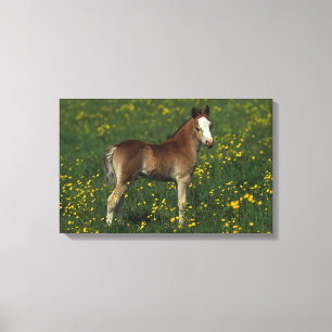 Welsh Foal Leinwanddruck