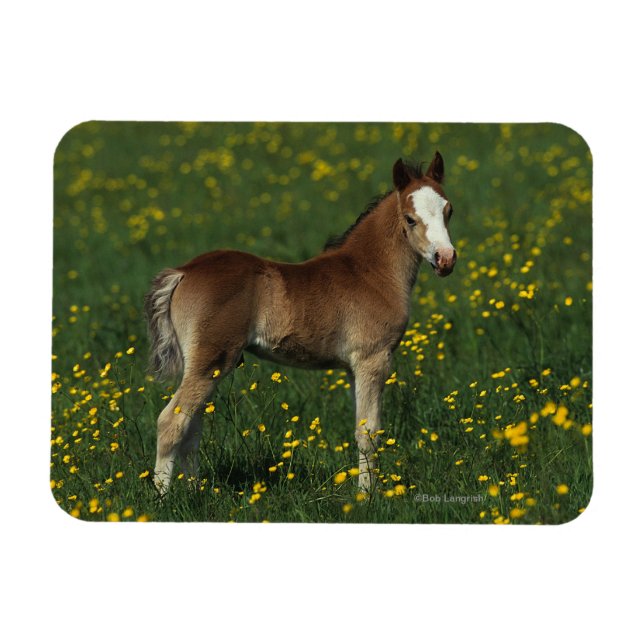 Welsh Foal Magnet (Horizontal)