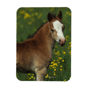 Welsh Foal Magnet