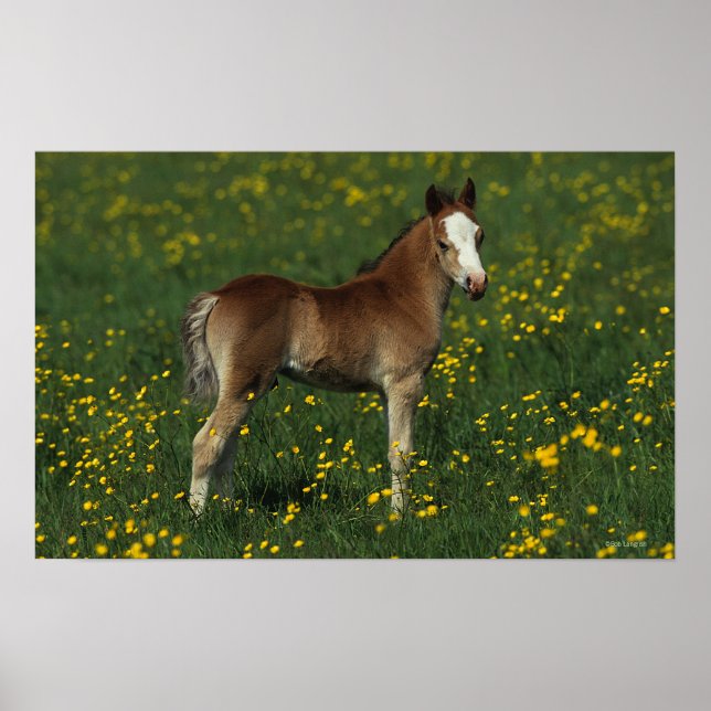 Welsh Foal Poster (Vorne)