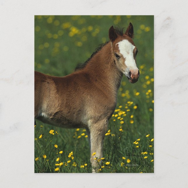Welsh Foal Postkarte (Vorderseite)