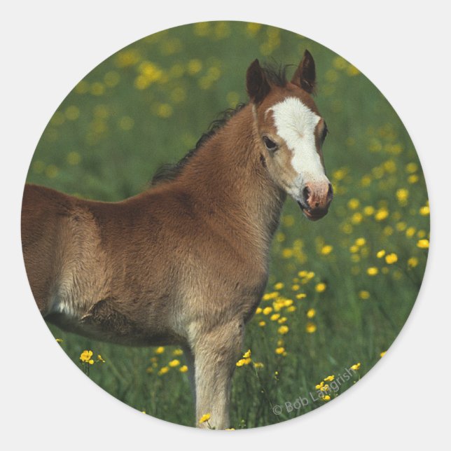 Welsh Foal Runder Aufkleber (Vorderseite)