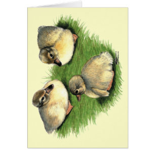 Welsh Harlequin Ducklings