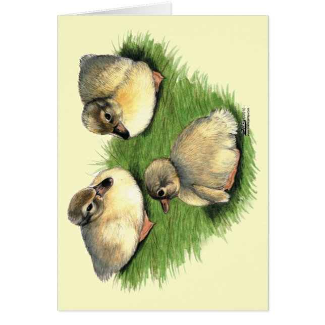 Welsh Harlequin Ducklings (Vorne)