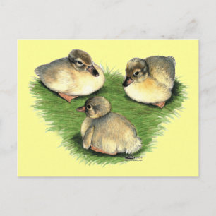 Welsh Harlequin Ducklings Postkarte