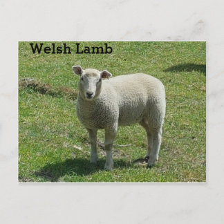 Welsh Lamb Postkarte