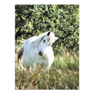 WELSH MOUNTAIN PONY FOTODRUCK