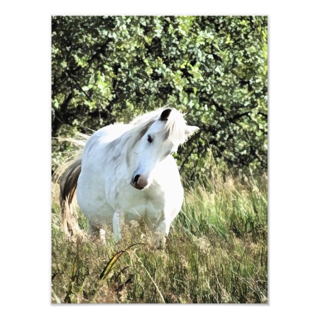 WELSH MOUNTAIN PONY FOTODRUCK (Vorne)