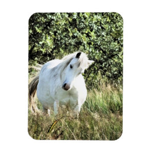WELSH MOUNTAIN PONY MAGNET